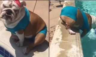 狗狗身体很烫 狗狗的太大了太热了