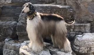 阿富汗女主播禁工作