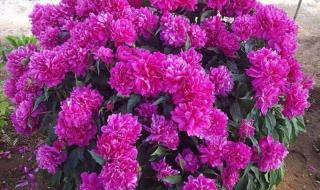 芍药花的香味有毒吗 芍药花的功效与作用